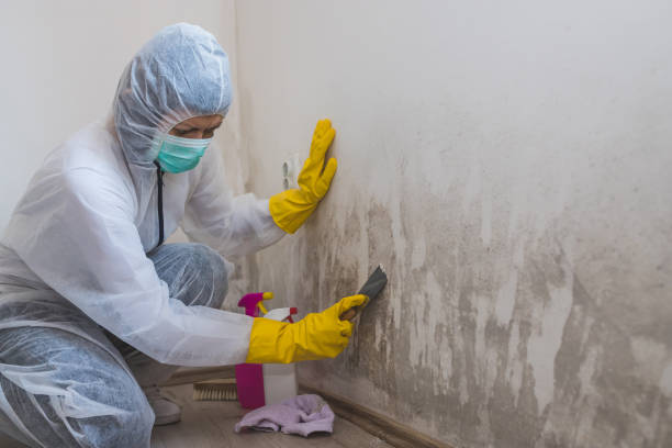 Best Best Mold Removal Companies  in Brightwood, VA