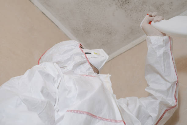 Mold Removal and Inspection in Brightwood, VA