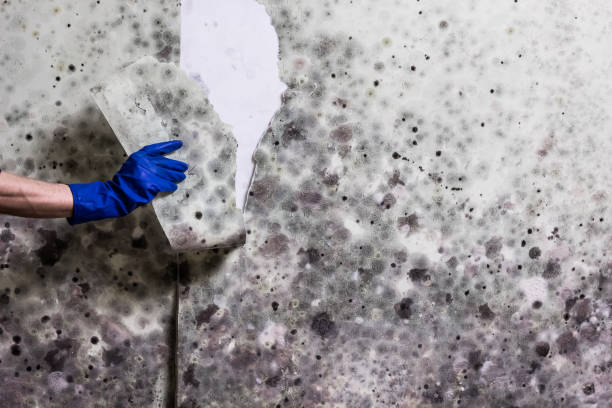 Best Office Mold Removal Services  in Brightwood, VA