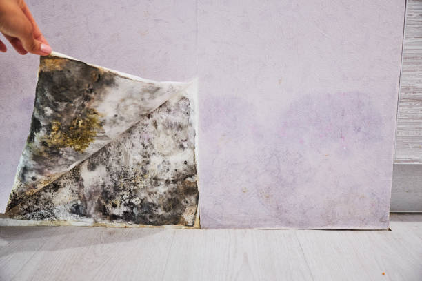 Best Toxic Mold Removal  in Brightwood, VA